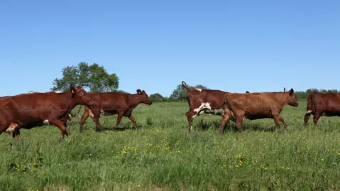 Kor gillar också sommarlov