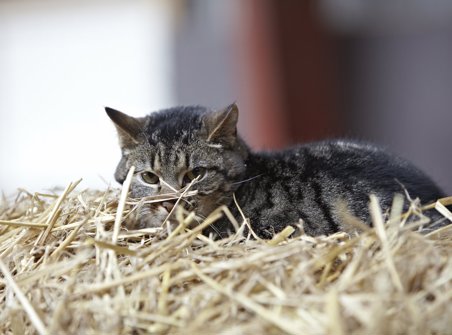 Katt i ladugård