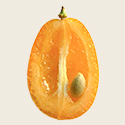 Kumquat