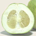 Pomelo