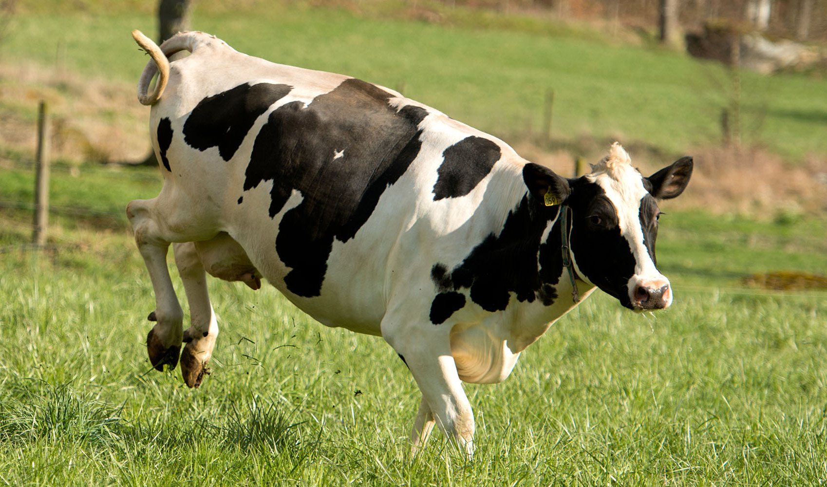 Anmäl dig till kosläppet