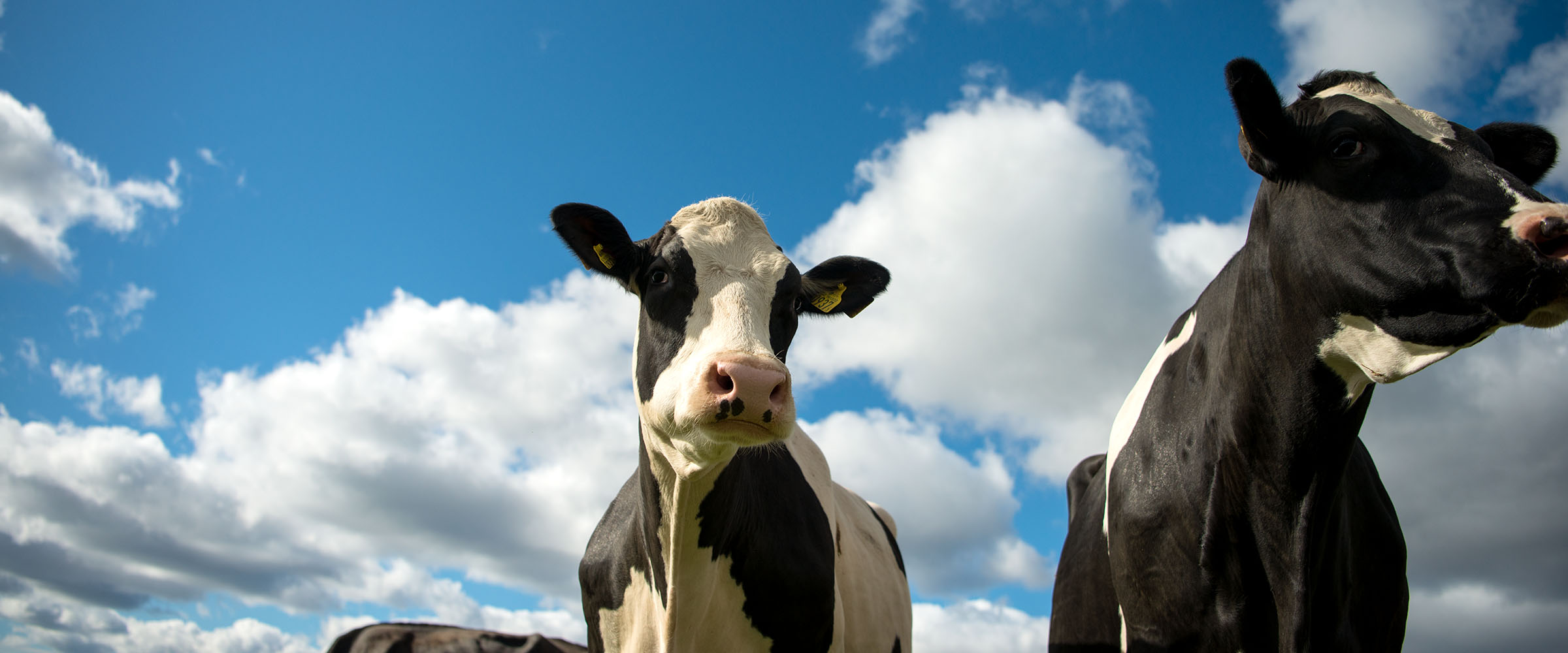 Välkommen på kosläpp