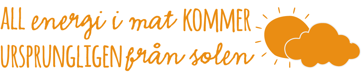 All energi i mat kommer ursprungligen från solen.