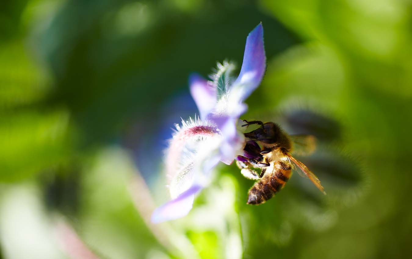 Hur kan jag hjälpa våra pollinatörer?