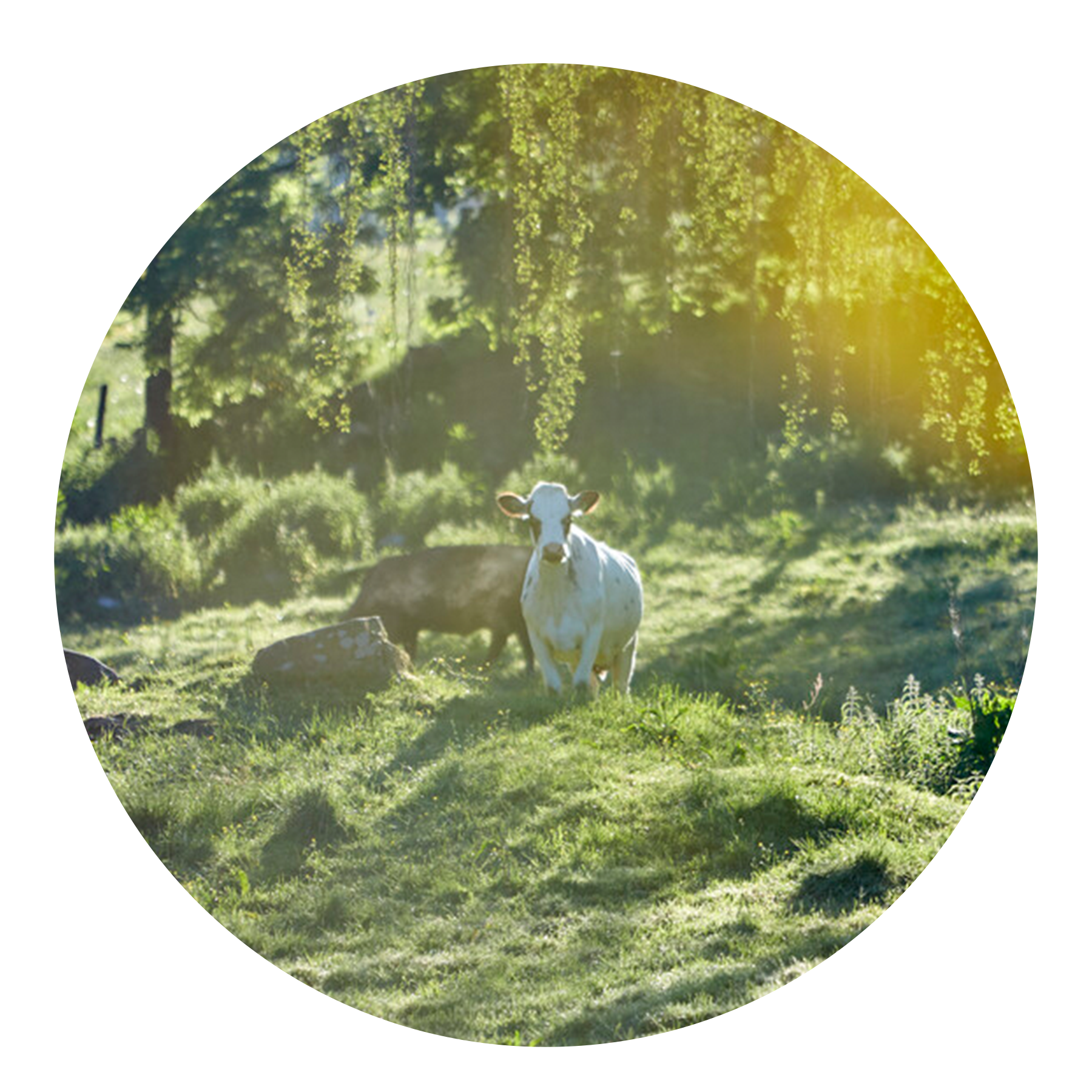 Pilotprojekt för regenerativt jordbruk