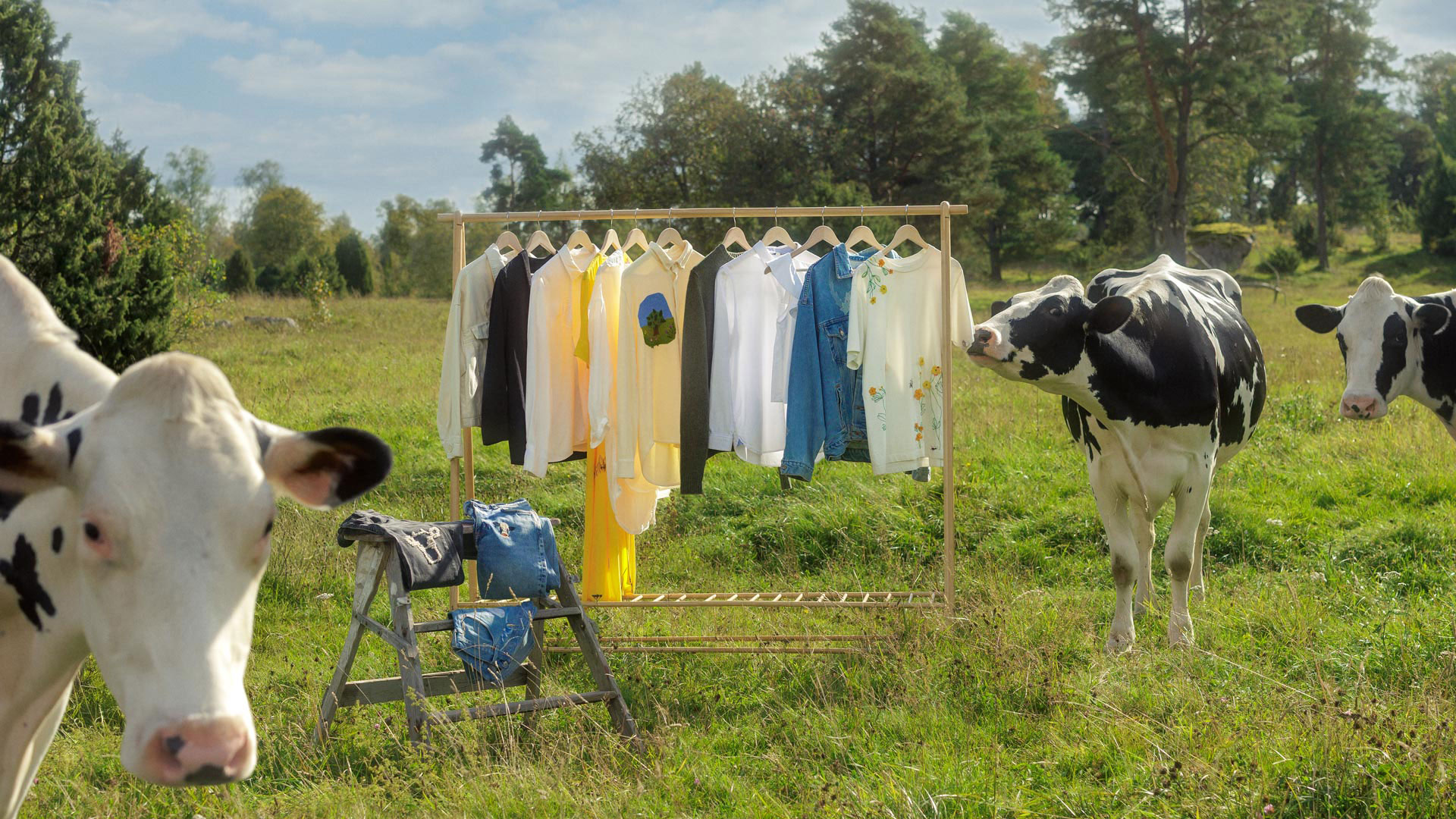 Kossor på en äng med kollektionen