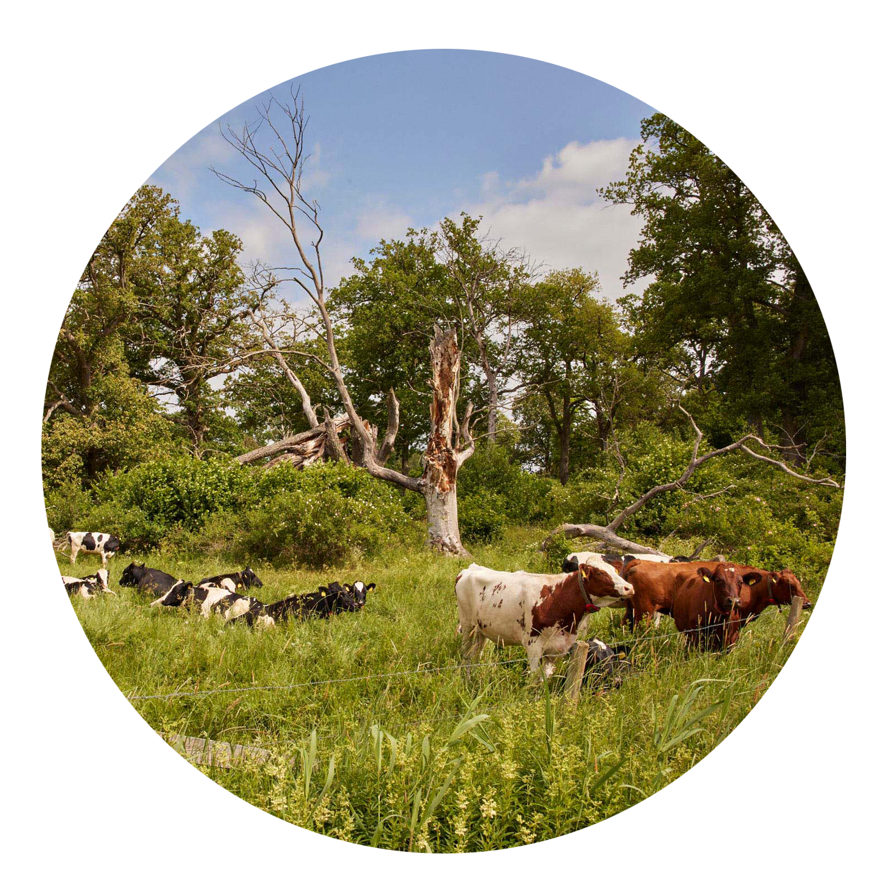 Ökad biologisk mångfald genom återskapad naturbetesmark