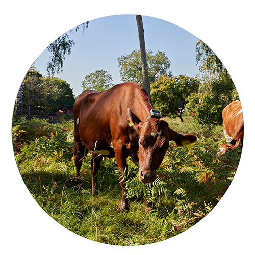 Virtuella stängsel med hjälp av GPS